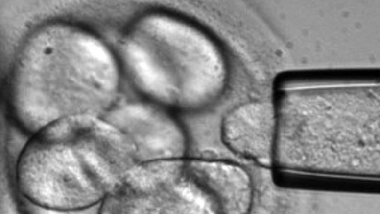 embryonen-tagesschau.jpg
