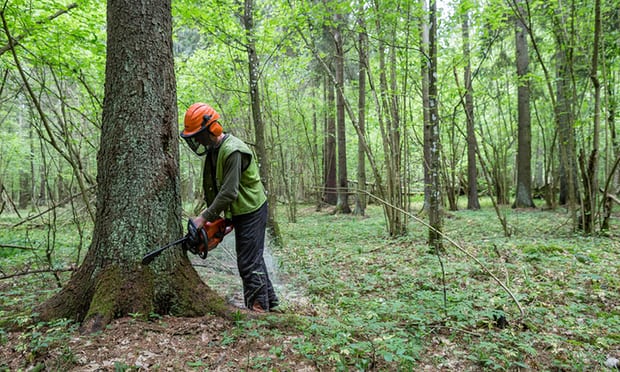 유럽3-폴란드, 유네스코 유산 숲 벌목으로 EU법 위반 가디언지.jpg