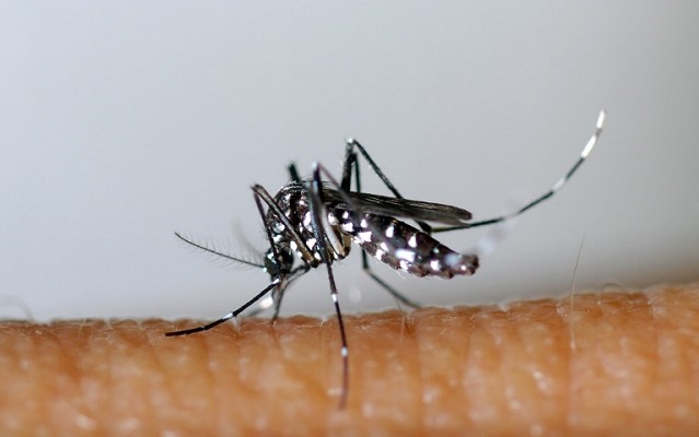 Italy mosquito.jpg